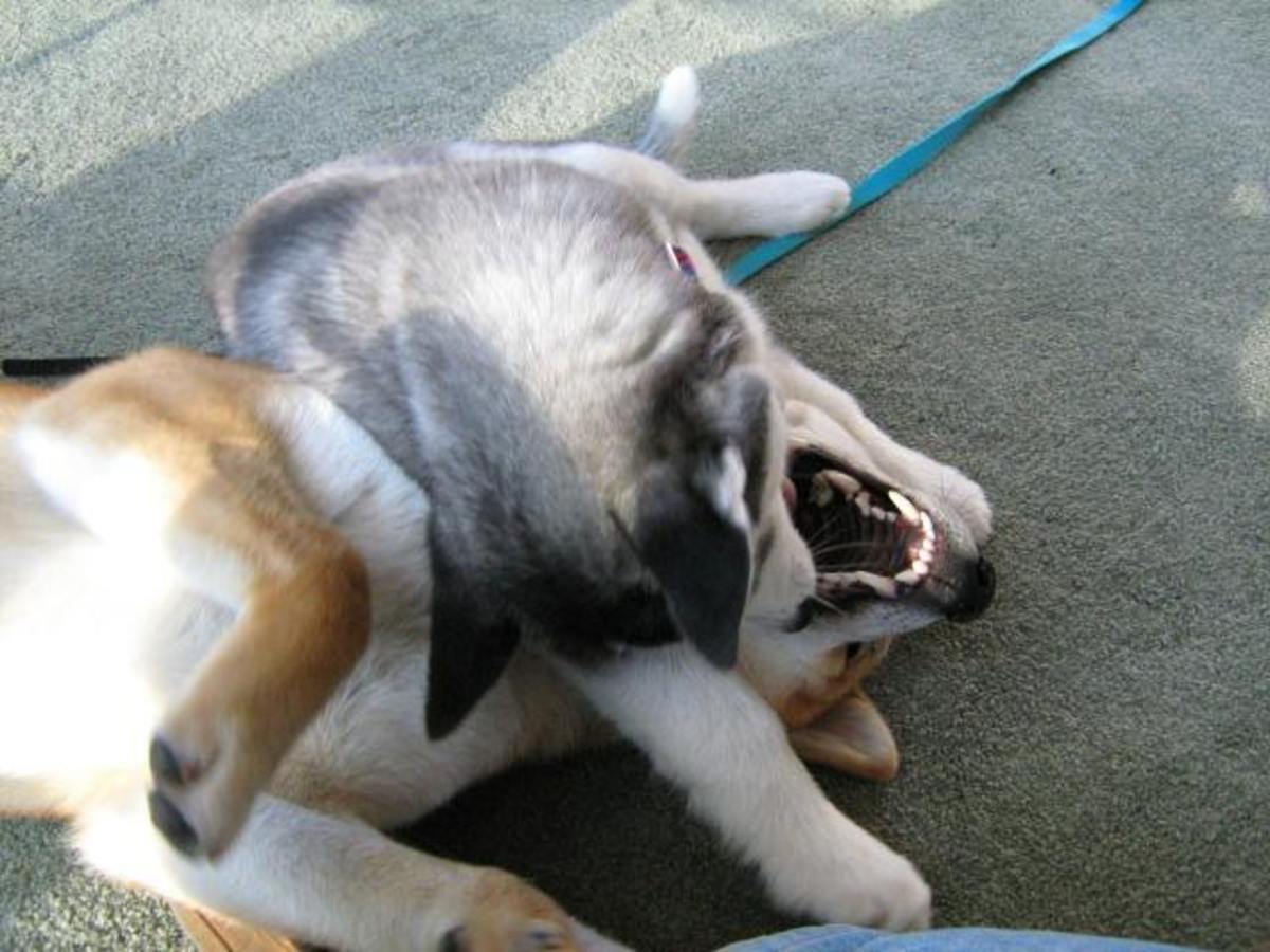 Stop Dog Aggression Toward Other Dogs PetHelpful