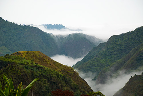 Ecuadorian Rainforest