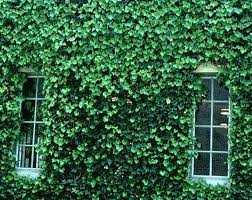 English ivy on a building.