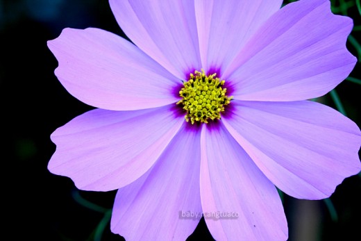 pink Cosmos