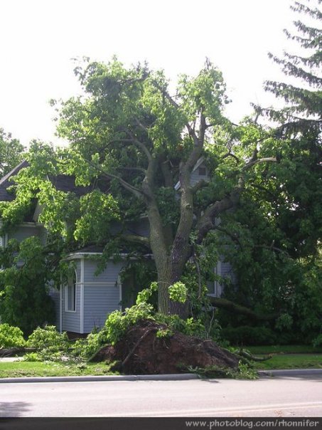 Another view of the same house buried beneath a fallen tree.  (Manistee, Michigan)