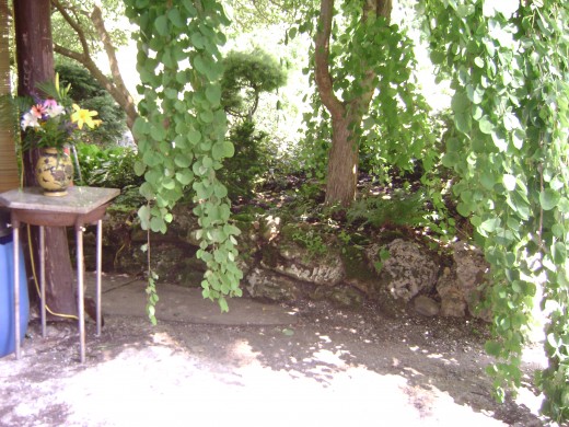 Scientific name: Cercidiphyllum japonicum Pendula Pronunciation: ser-sih-dih-FILL-um juh-PAWN-ih-kum Common name(s): Weeping Katsura Tree Curtains The Entrance