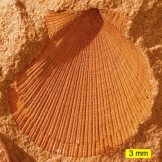 A Mold Fossil