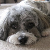 Slippers profile image