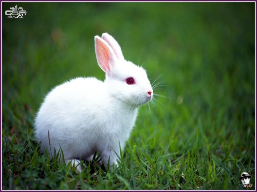 WHITE RABBIT