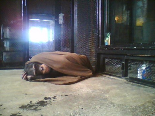 Bow sometimes takes a light nap in the afternoon