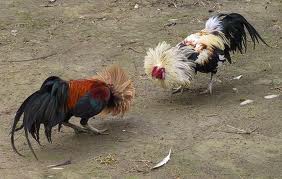 2 cocks fighting to the death in a gambling match
