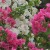 Bougainvillea flowers Bougainvillea flowers