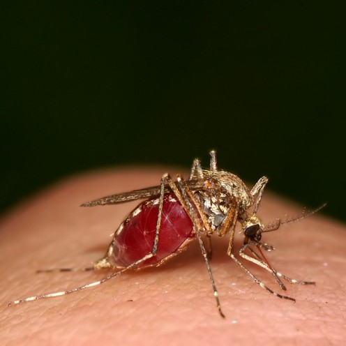 Ugly Mosquito full of Blood