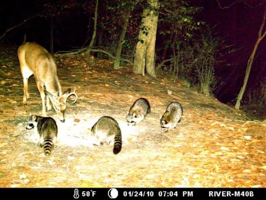Taken by the old Moultrie M40 GameSpy 