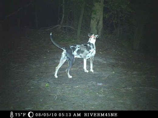 Game cameras catch both wild and domestic animals, as well as unsuspecting humans who wander onto your land.