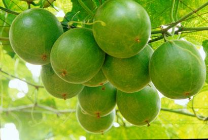 The Luo Han Guo fruit turns a dusty brown when ripe.