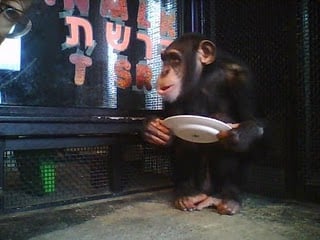 Bow socializes through the glass during the meal