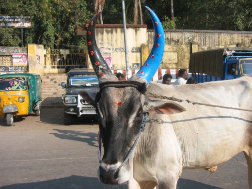 decorated cow