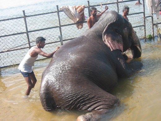 Bath time for a temple elephant.