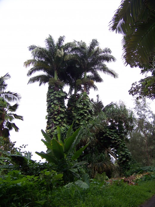 Gorgeous pals in the rain forest.