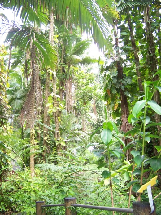 Rain forest trail