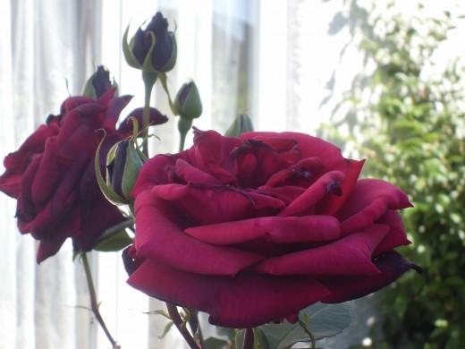 Name a rose after your beloved, a truly romantic gift