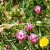Alpine flowers Alpine flowers