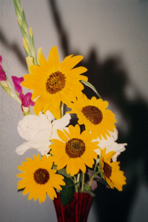 Sunflowers