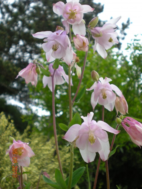 Columbine