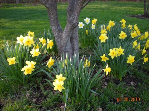 Daffodil