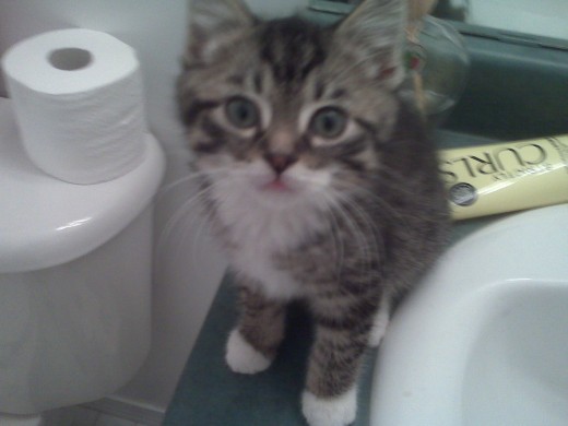 My new kitten