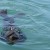 A Cape fur seal luxuriates in the calm waters of the harbour A Cape fur seal luxuriates in the calm waters of the harbour