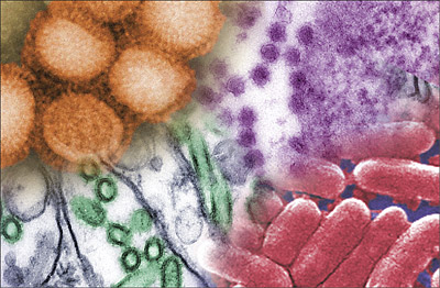 Two hundred trillion microscopic organisms - bateria, viruses, and fungi - are swarming inside you right now!