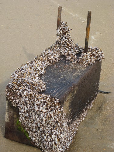 Goose Barnacles on Floating Timber
