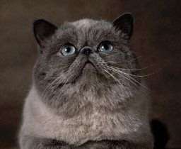 Cat Allergies