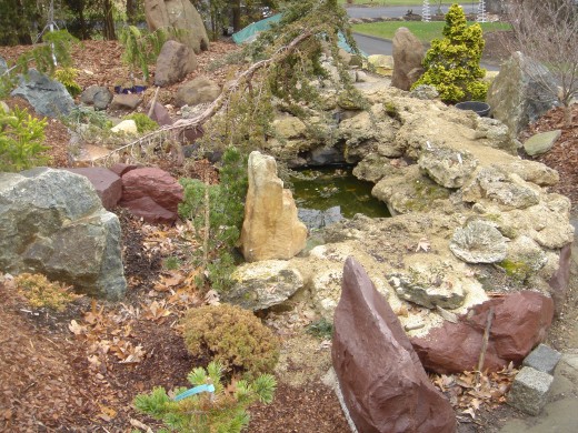 Juniparis 'Nana'  The early stages.  THE POND TAKES SHAPE