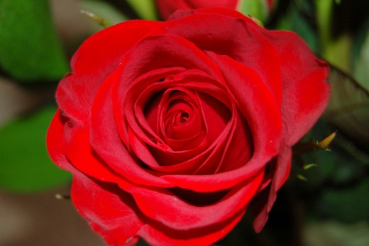 It took 3 days, but the roses I ordered for Em finally started to open up.  I now know not to EVER order flowers from FTD again, or any other online florist for that matter.