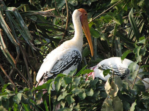 bird-sanctuaries-in-tamil-nadu-india-hubpages