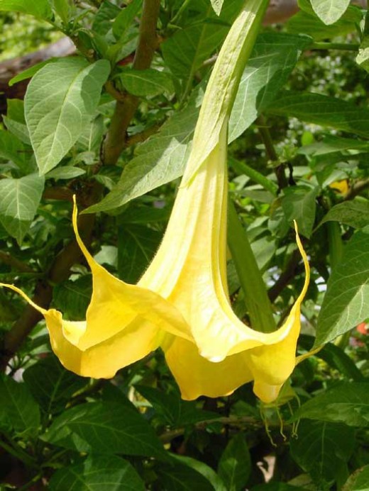 yellow brugmansia (datura)