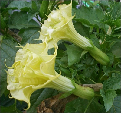 datura trumpet flowers