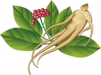 Panax ginseng root can be humanoid shaped