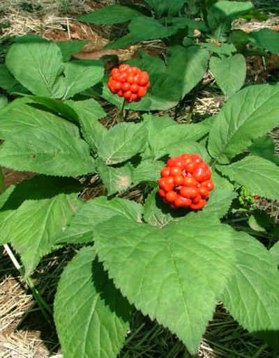 Panax ginseng plant