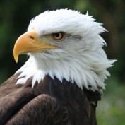 ms311991 profile image