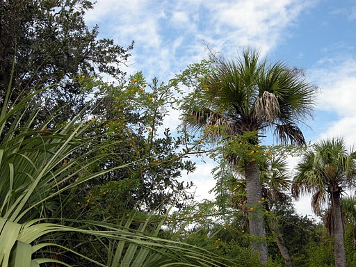 Cabbage Palm Florida State Tree