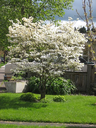 Flowering Dogwood Missouri State Tree