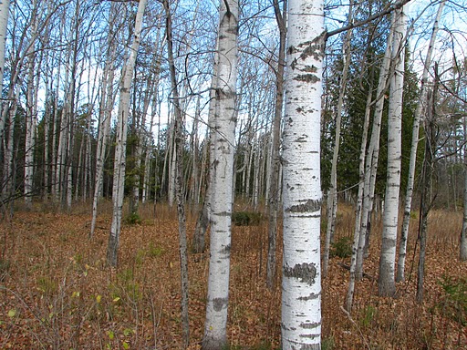 White Birch New Hampshire State Tree