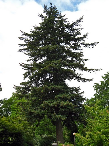 Douglas Fir Oregon State Tree