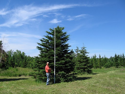White Spruce South Dakota State Tree