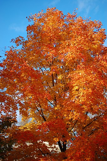 Sugar Maple Vermont State Tree