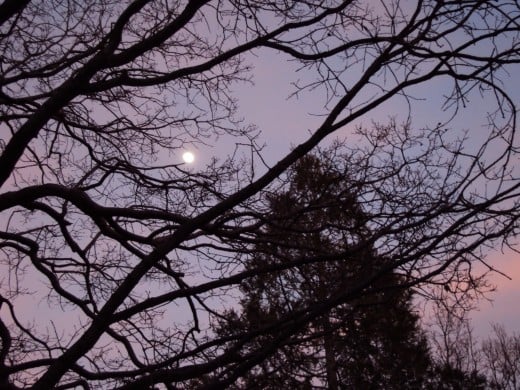 Moon peaking through the branches of trees.