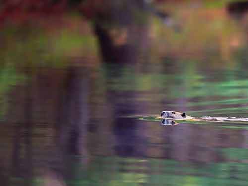 A mammal (beaver) crosses over...