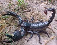 Black scorpions make good pets.