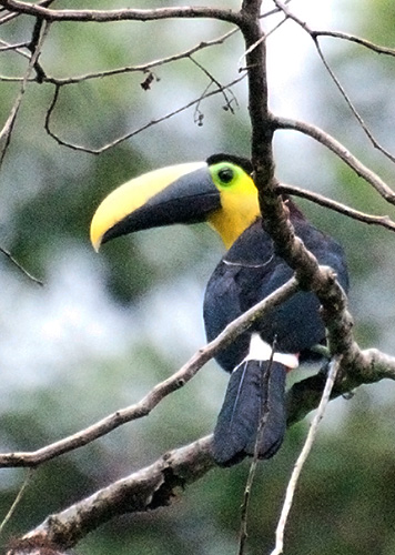 Choc Toucan (Ramphastos brevis)