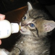 ladymeow profile image